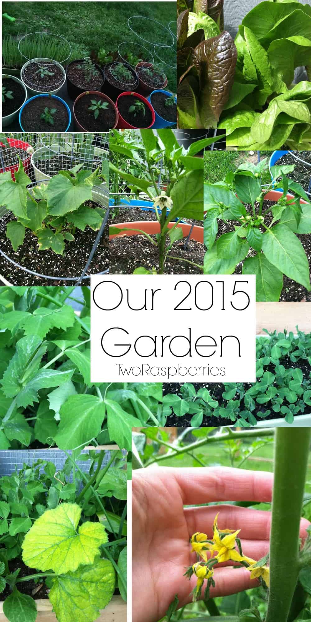 our 2015 garden