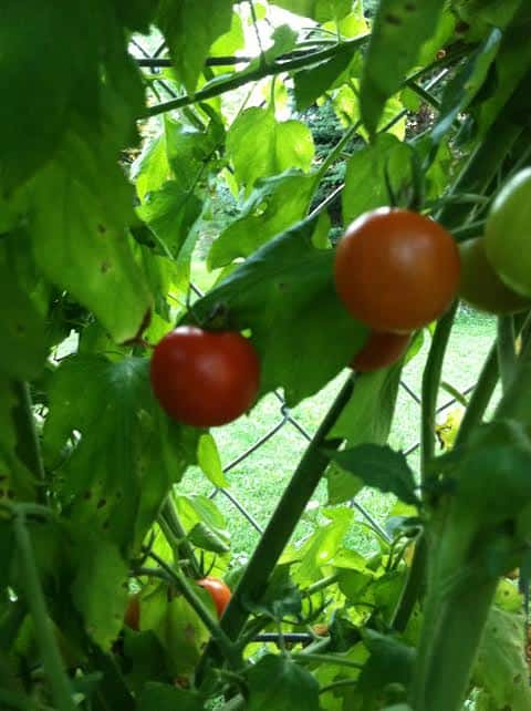garden tomatos