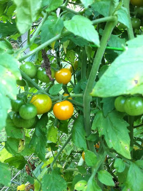 garden tomatos